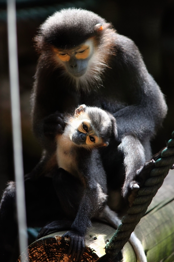 Black-shanked douc older cub and its mother