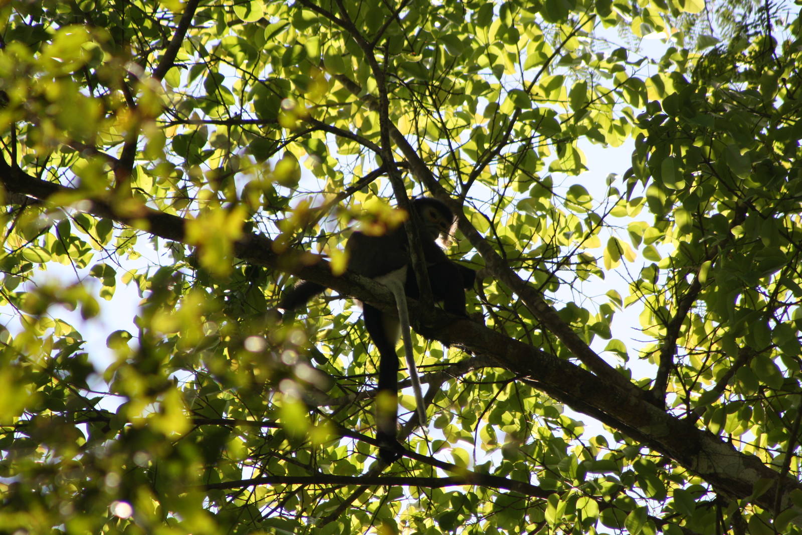 Black-shanked Douc (Pygathrix nigripes)
