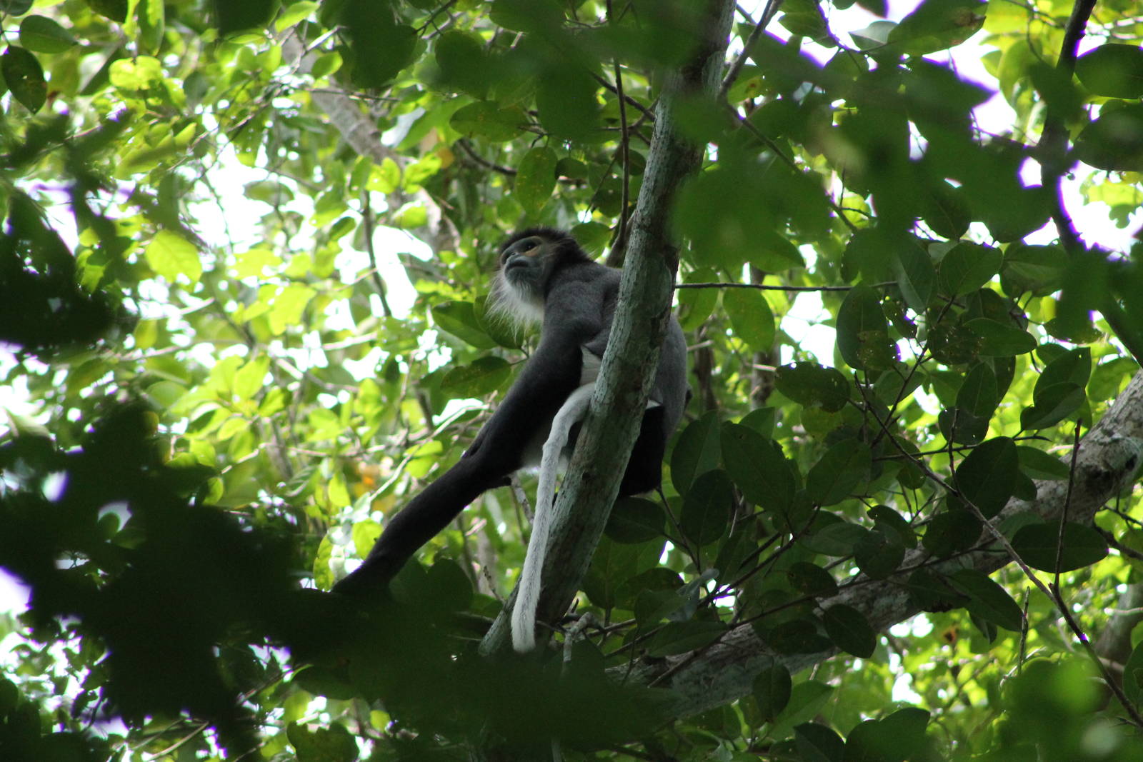 Black-shanked Douc (Pygathrix nigripes)