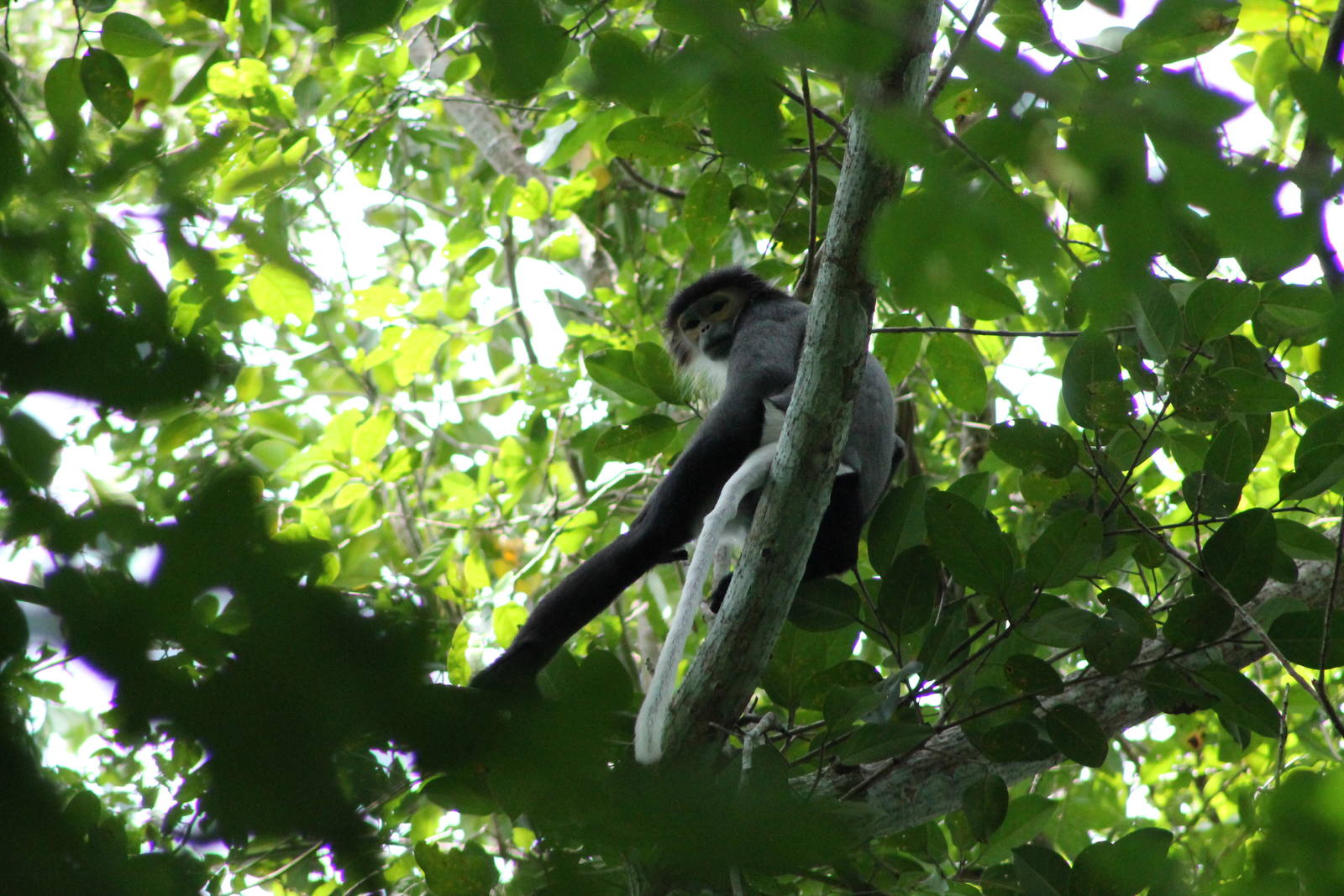 Black-shanked Douc (Pygathrix nigripes)