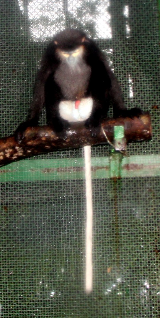 black-shanked douc (Pygathrix nigripes)