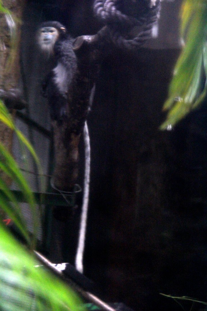 black-shanked douc (Pygathrix nigripes)