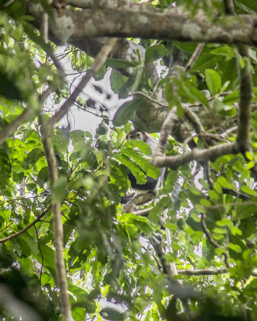 Black-shanked douc, Pygathrix nigripes