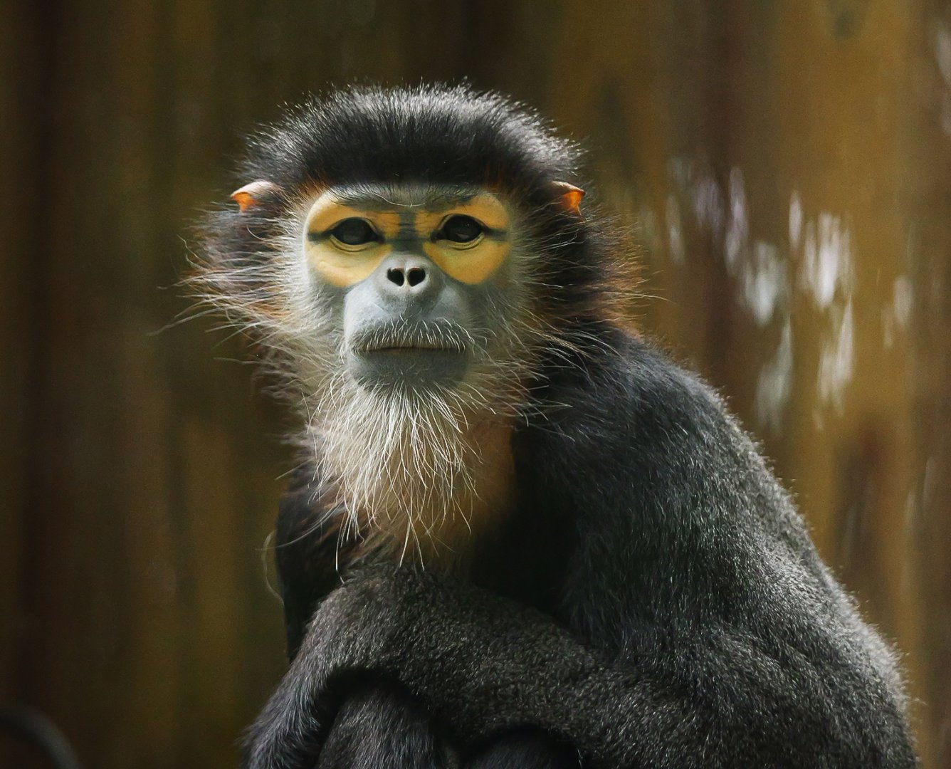 Black-shanked douc (Pygathrix nigripes)