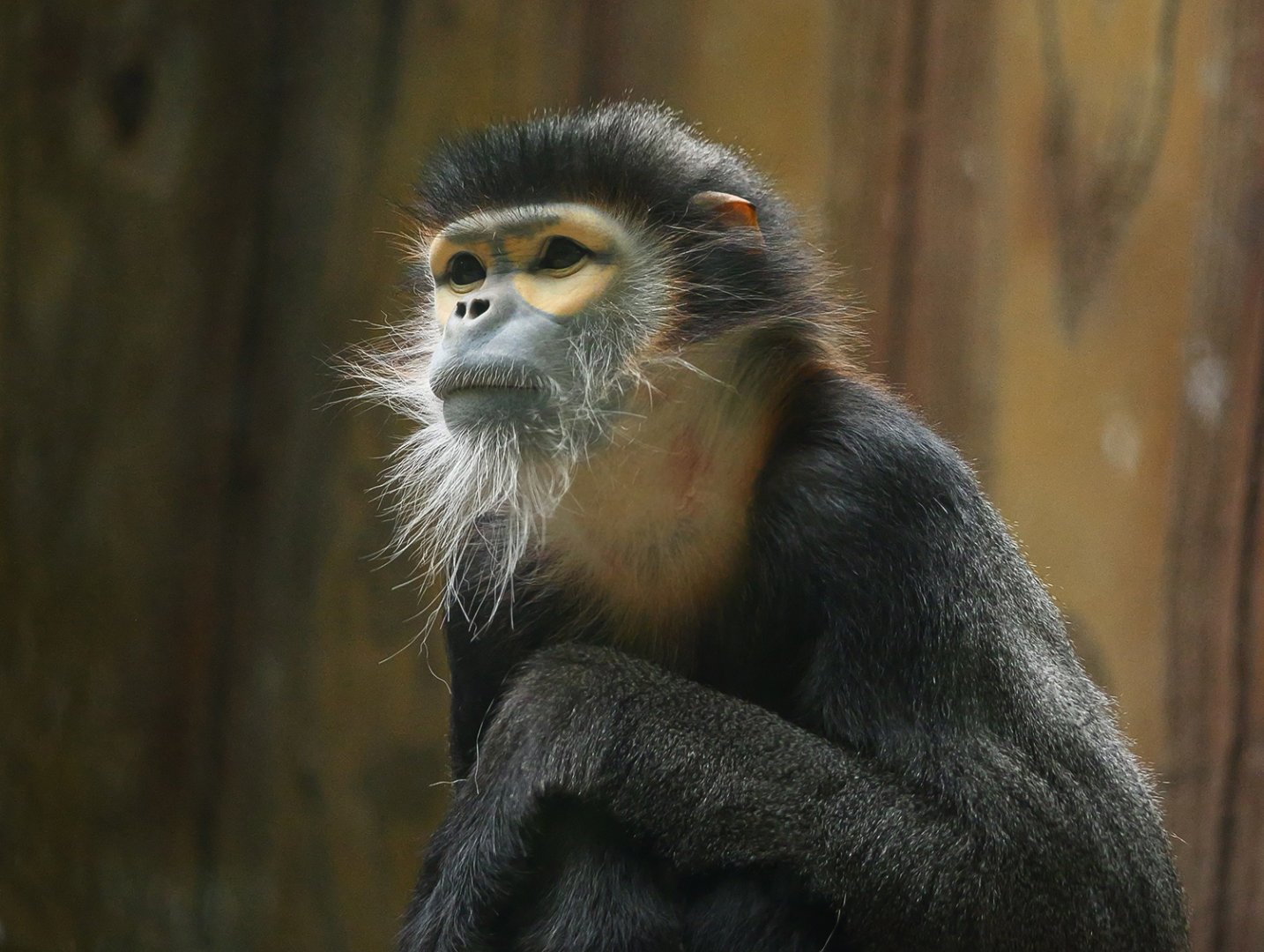 Black-shanked douc (Pygathrix nigripes)