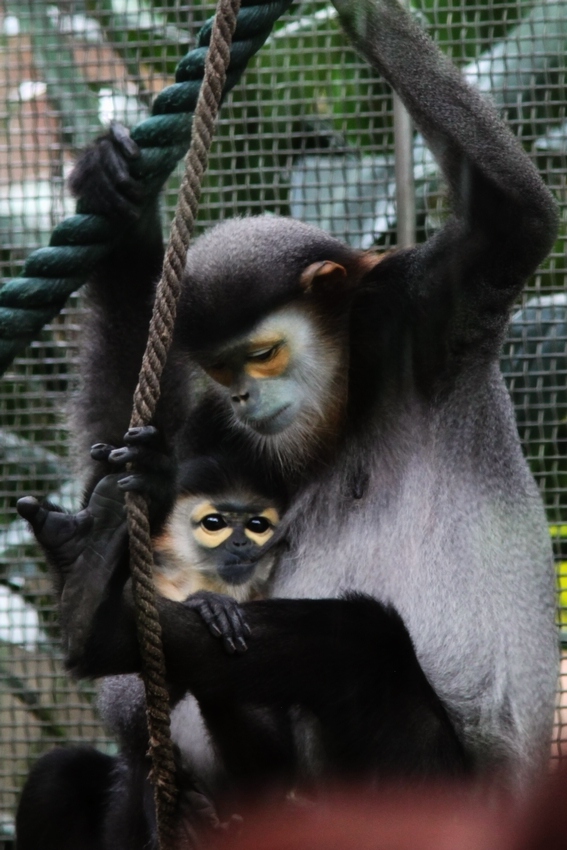 Black-shanked douc young cub and its mother