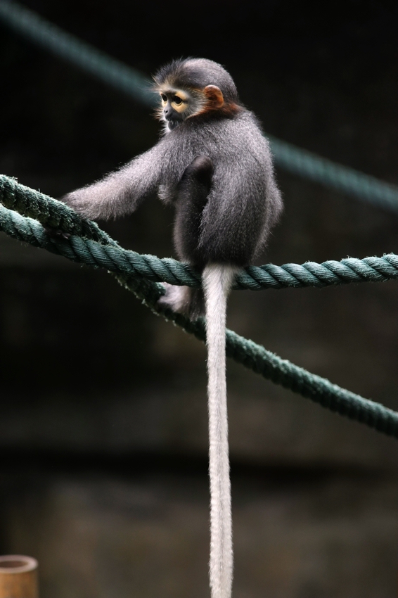Black-shanked douc young cub
