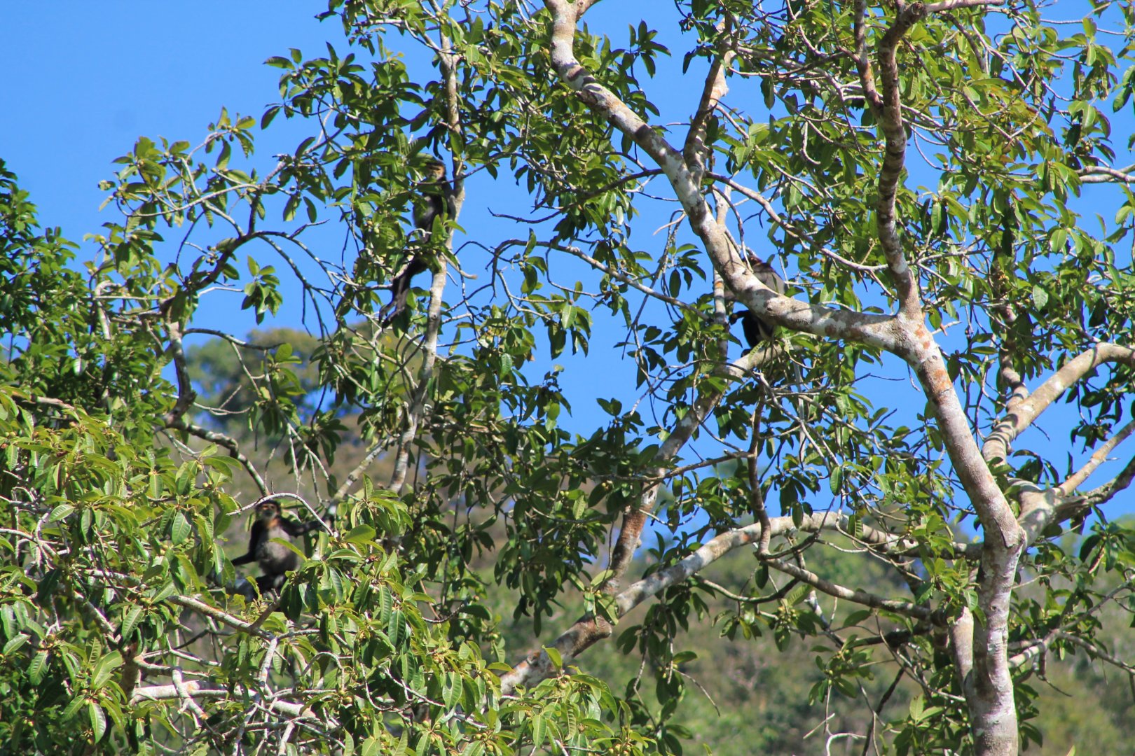 Black-shanked Doucs (Pygathrix nigripes)