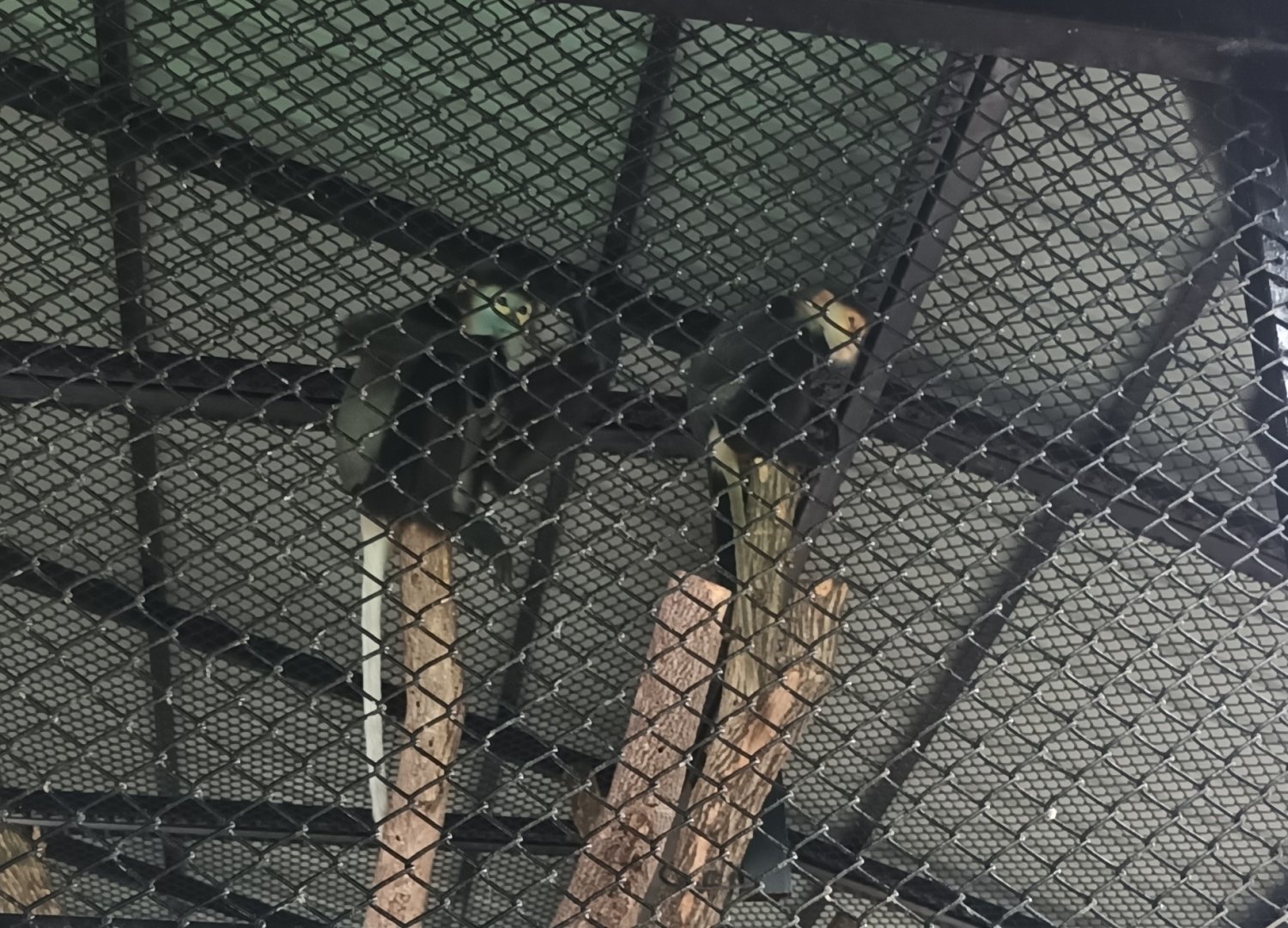 Black-shanked & Gray-shanked douc : Sriayuthaya Lion Park