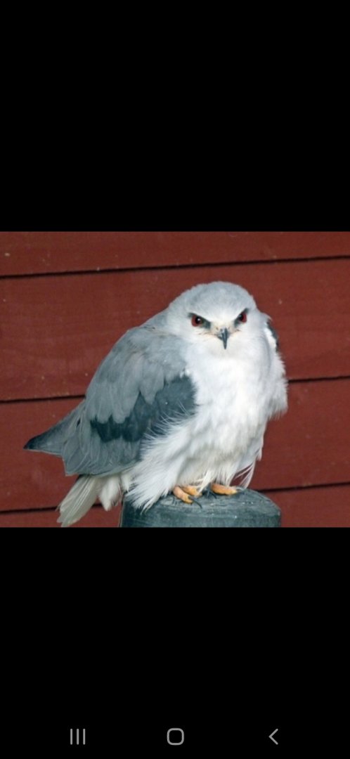 Black shoulderd kite