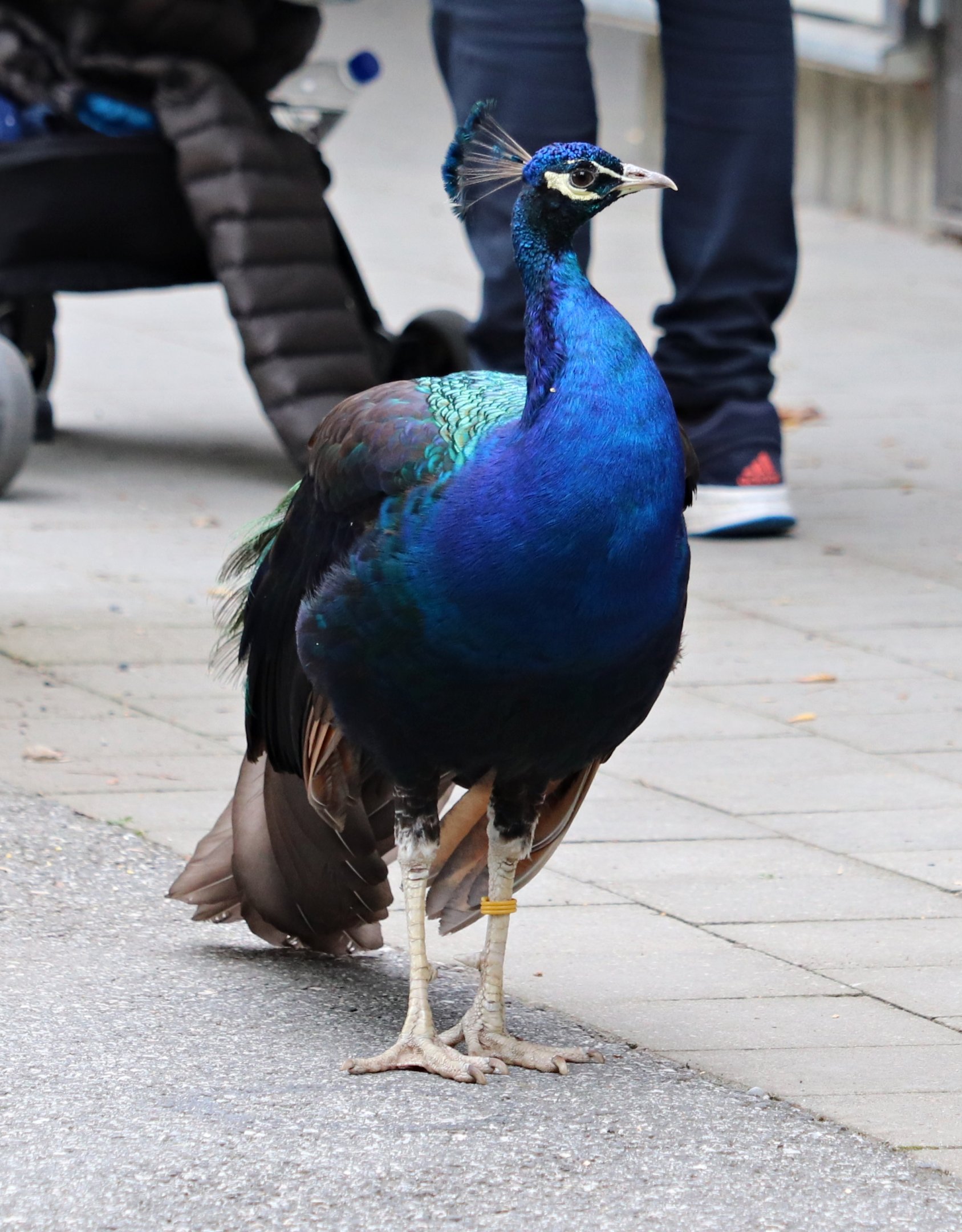 Black-shouldered blue peafowl (Pavo cristatus mut. nigripennis)
