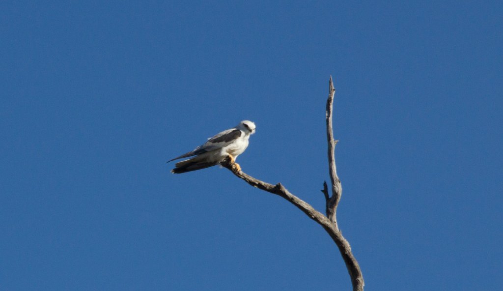 Black-shouldered Kite (Elanus axillaris)