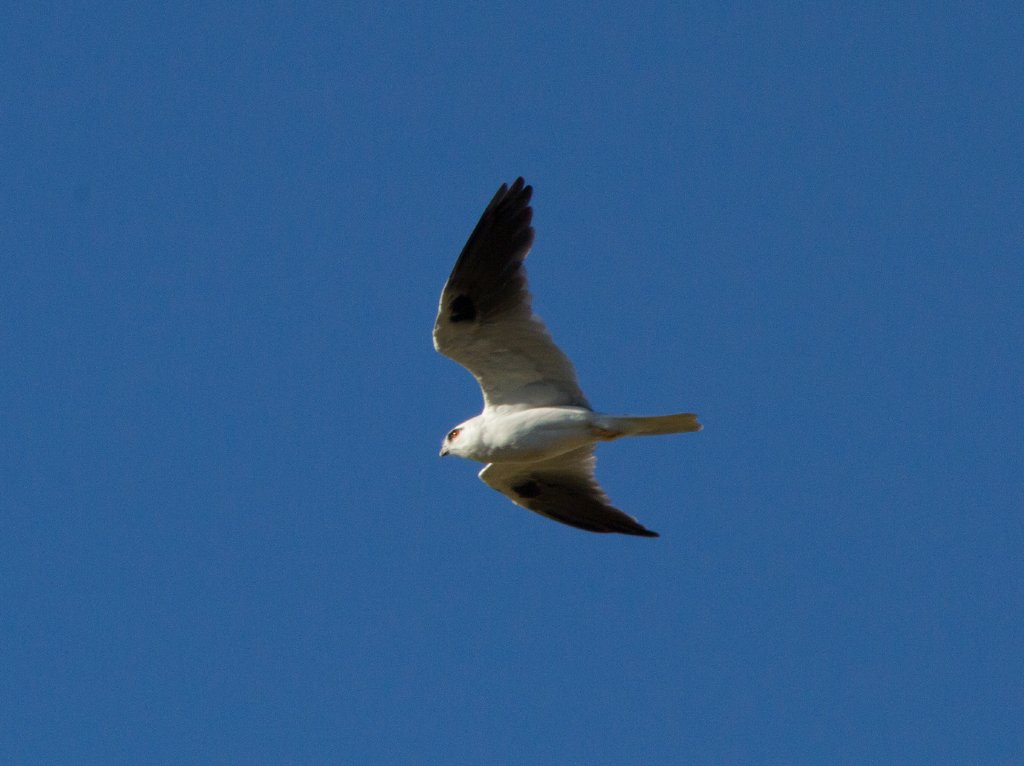 Black-shouldered Kite (Elanus axillaris)