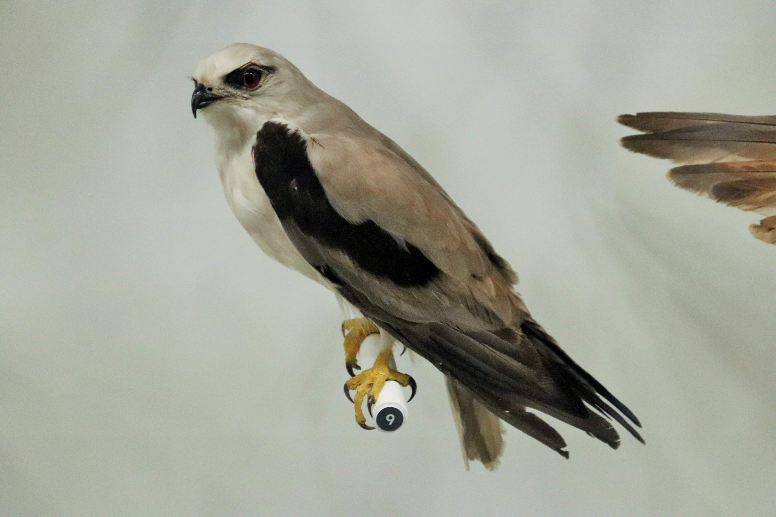 Black-shouldered Kite (Elanus axillaris)