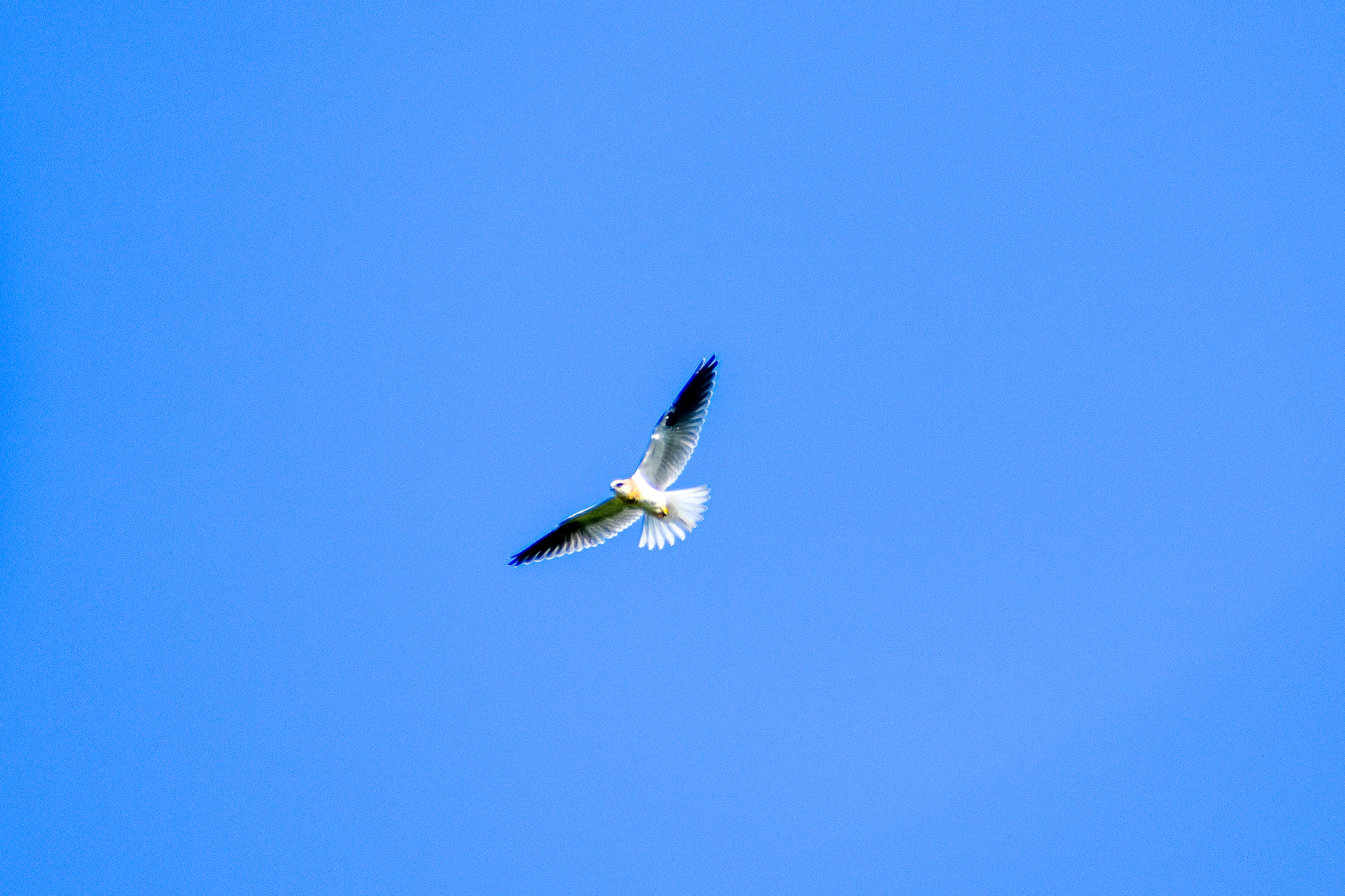 Black-shouldered Kite (Elanus axillaris)