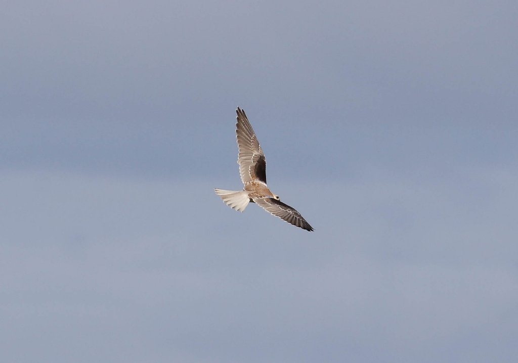 Black-shouldered Kite juvenile