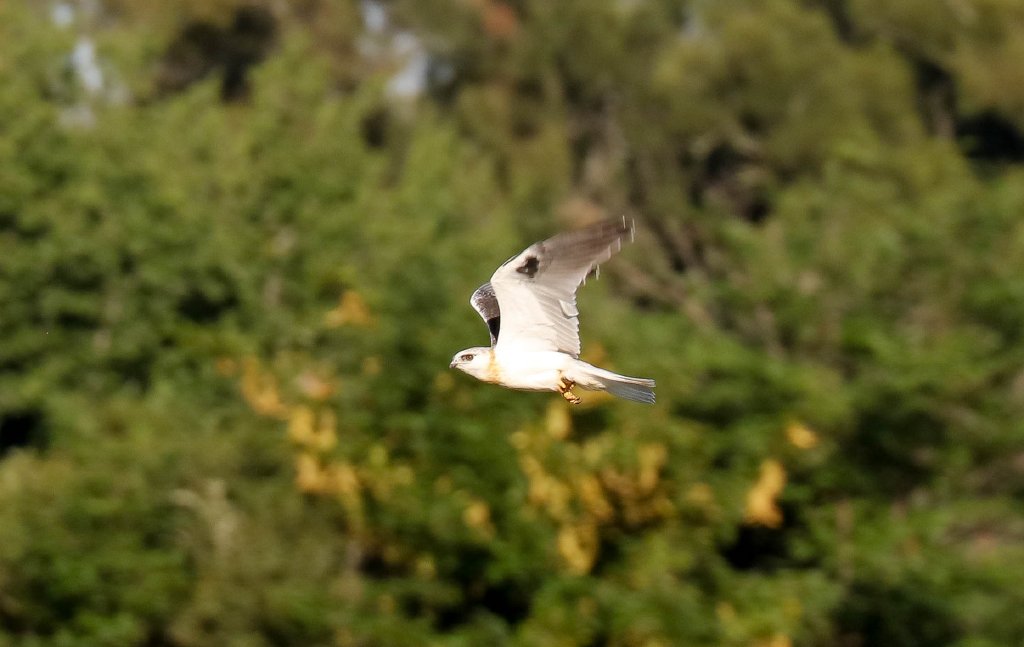 Black-shouldered Kite juvenile