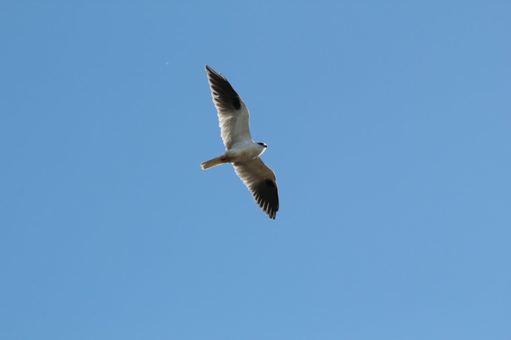 Black-shouldered Kite