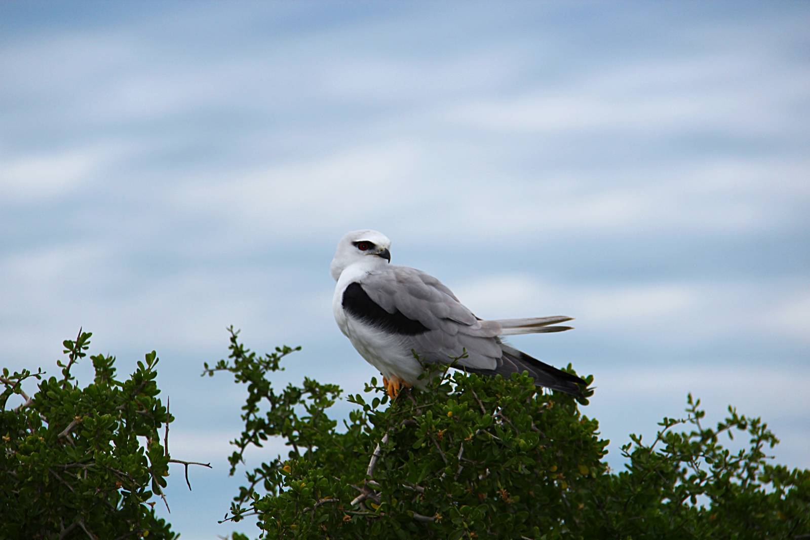 Black-shouldered Kite