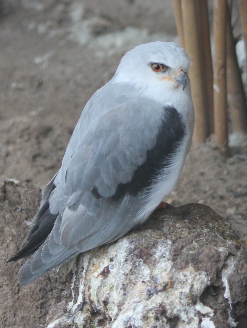 Black-shouldered kite