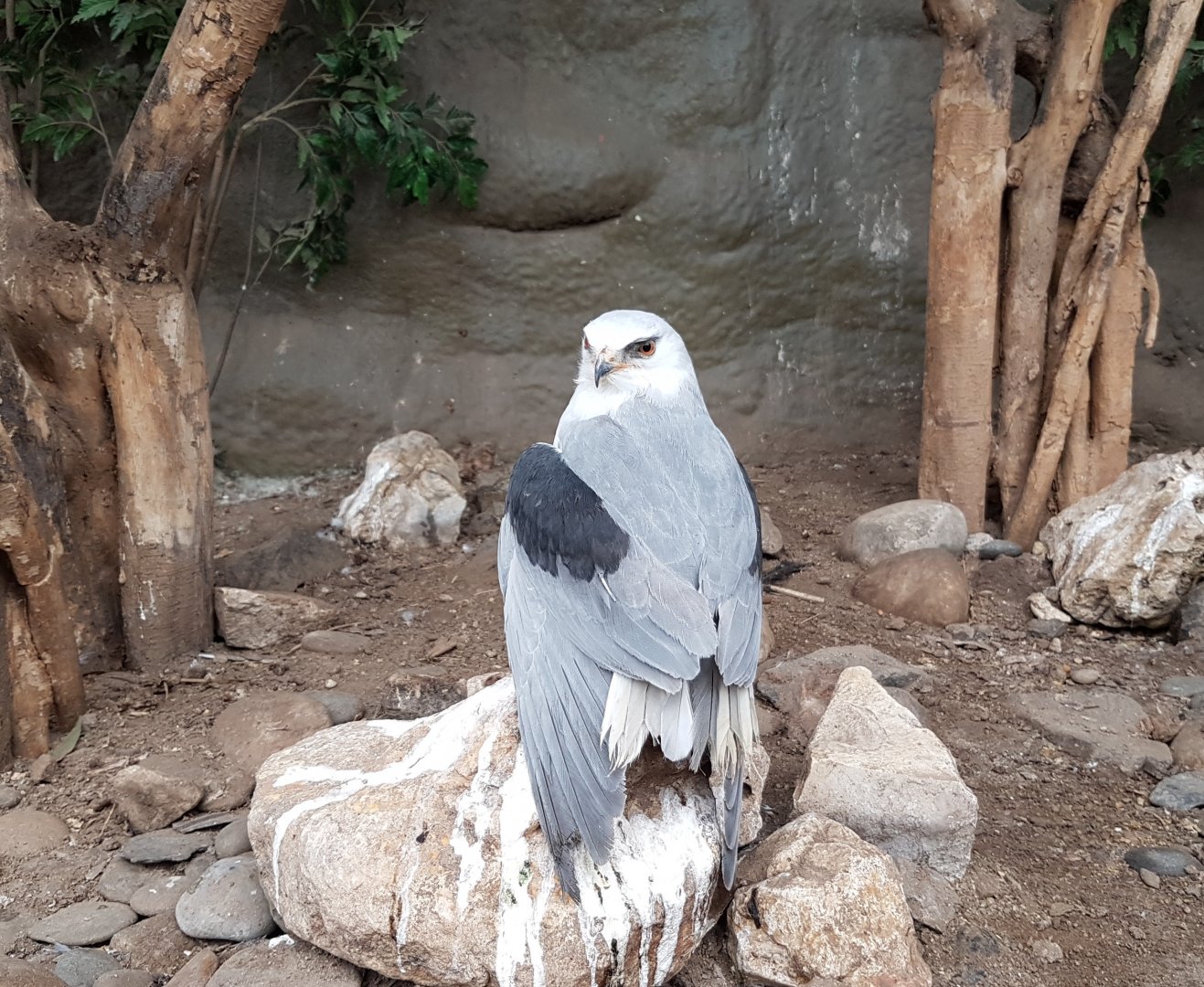 Black-shouldered kite