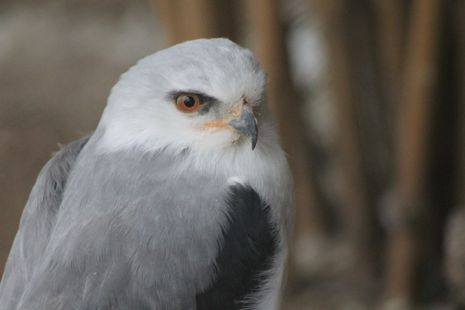 Black-shouldered kite