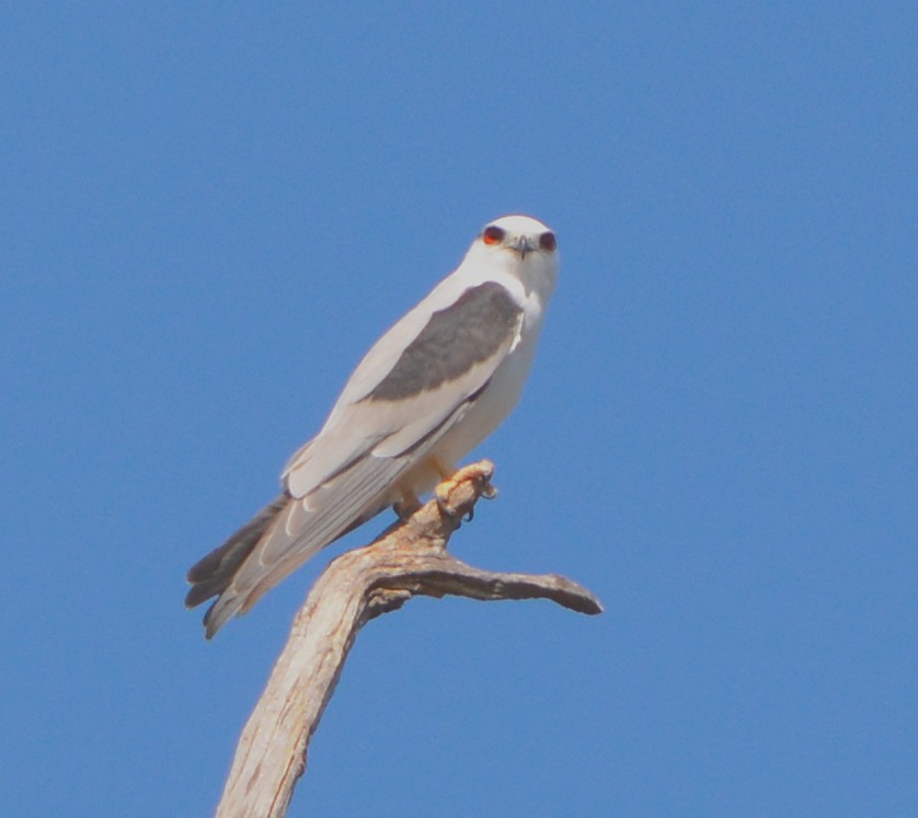 Black-shouldered kite