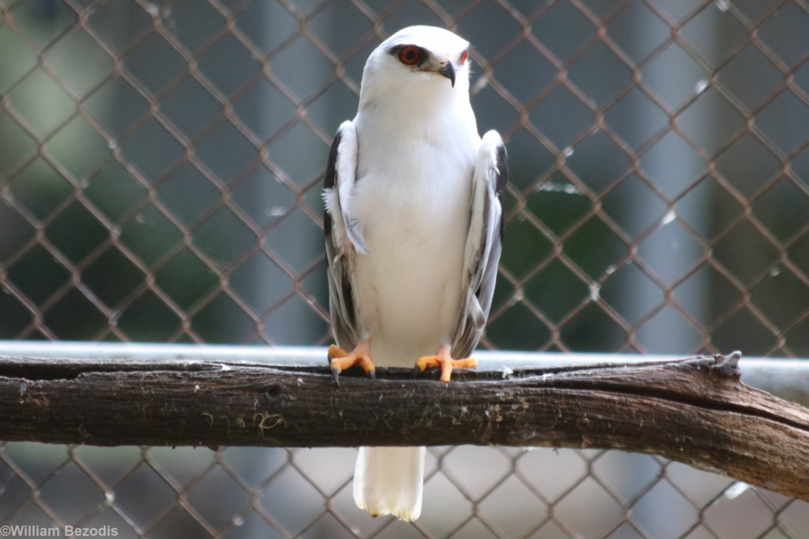 Black-shouldered Kite