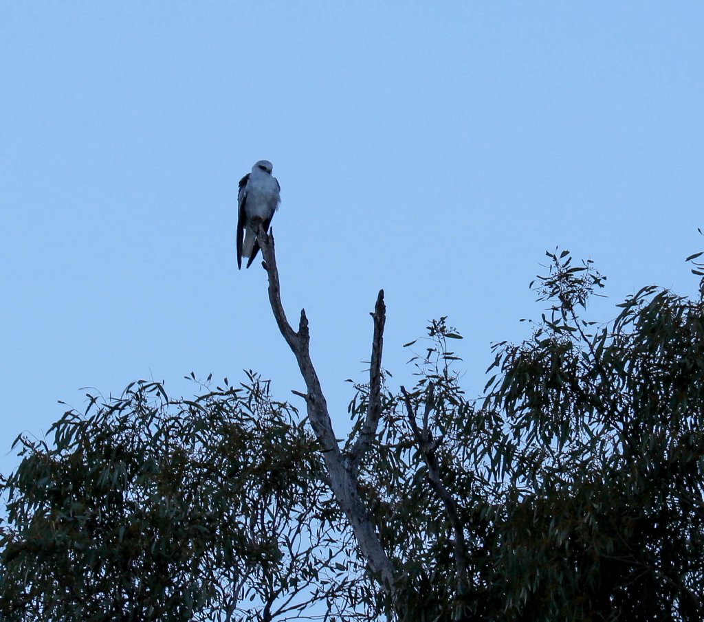Black-shouldered Kite