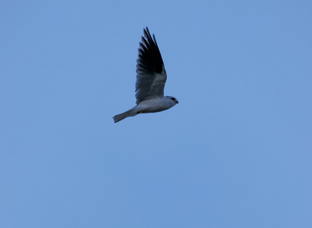 Black-shouldered Kite