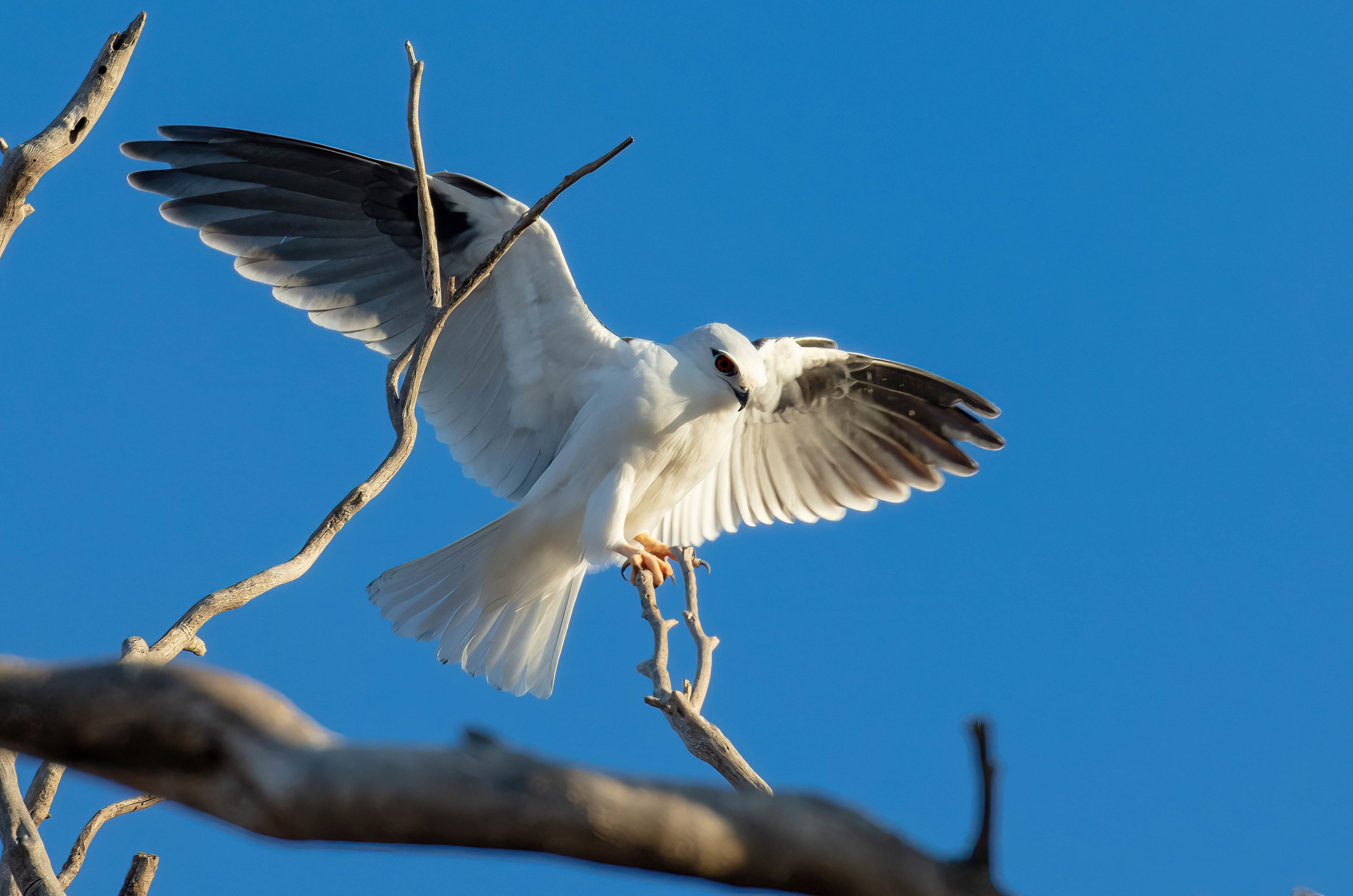 Black-shouldered Kite