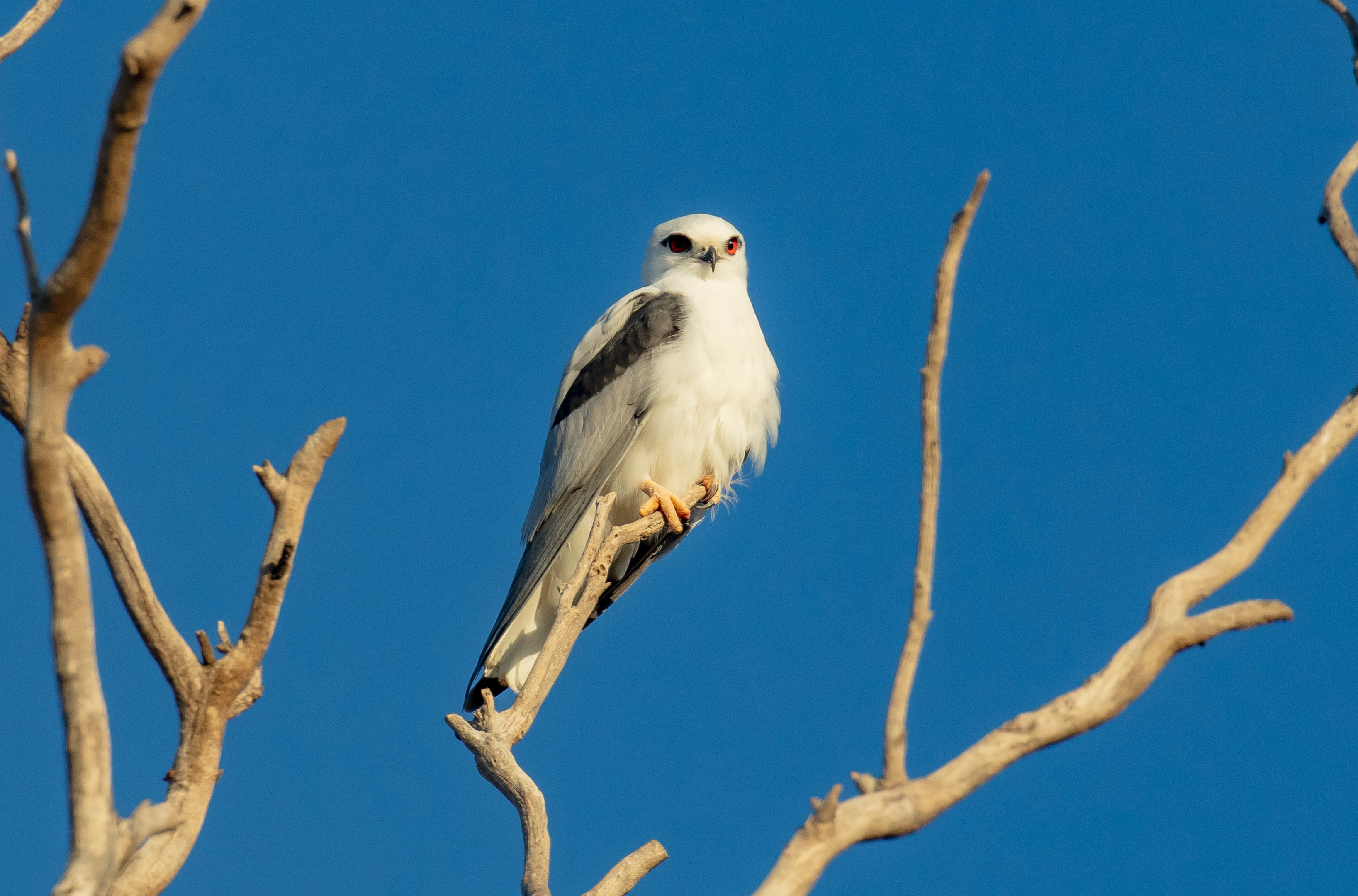 Black-shouldered Kite