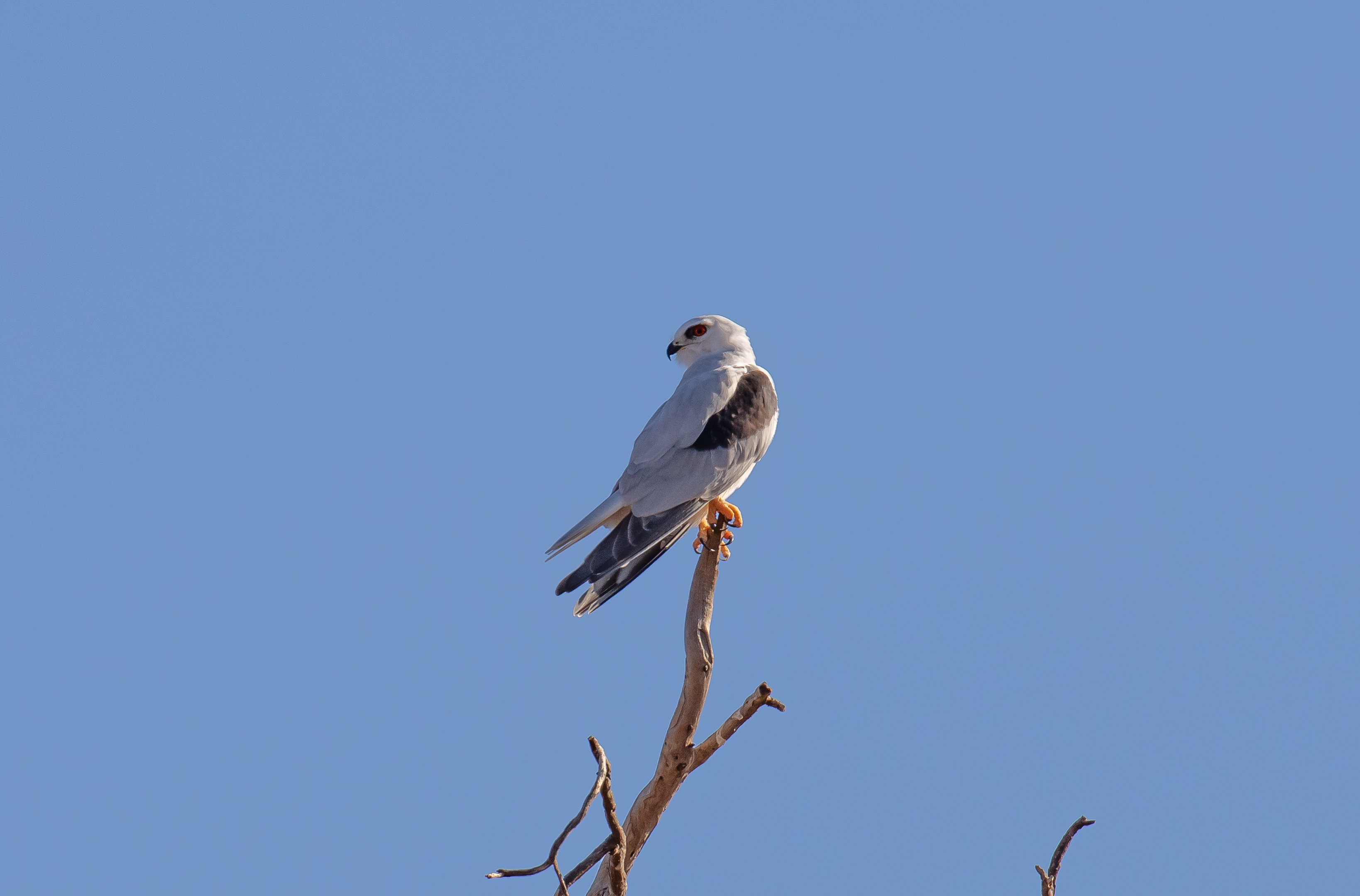 Black-shouldered Kite