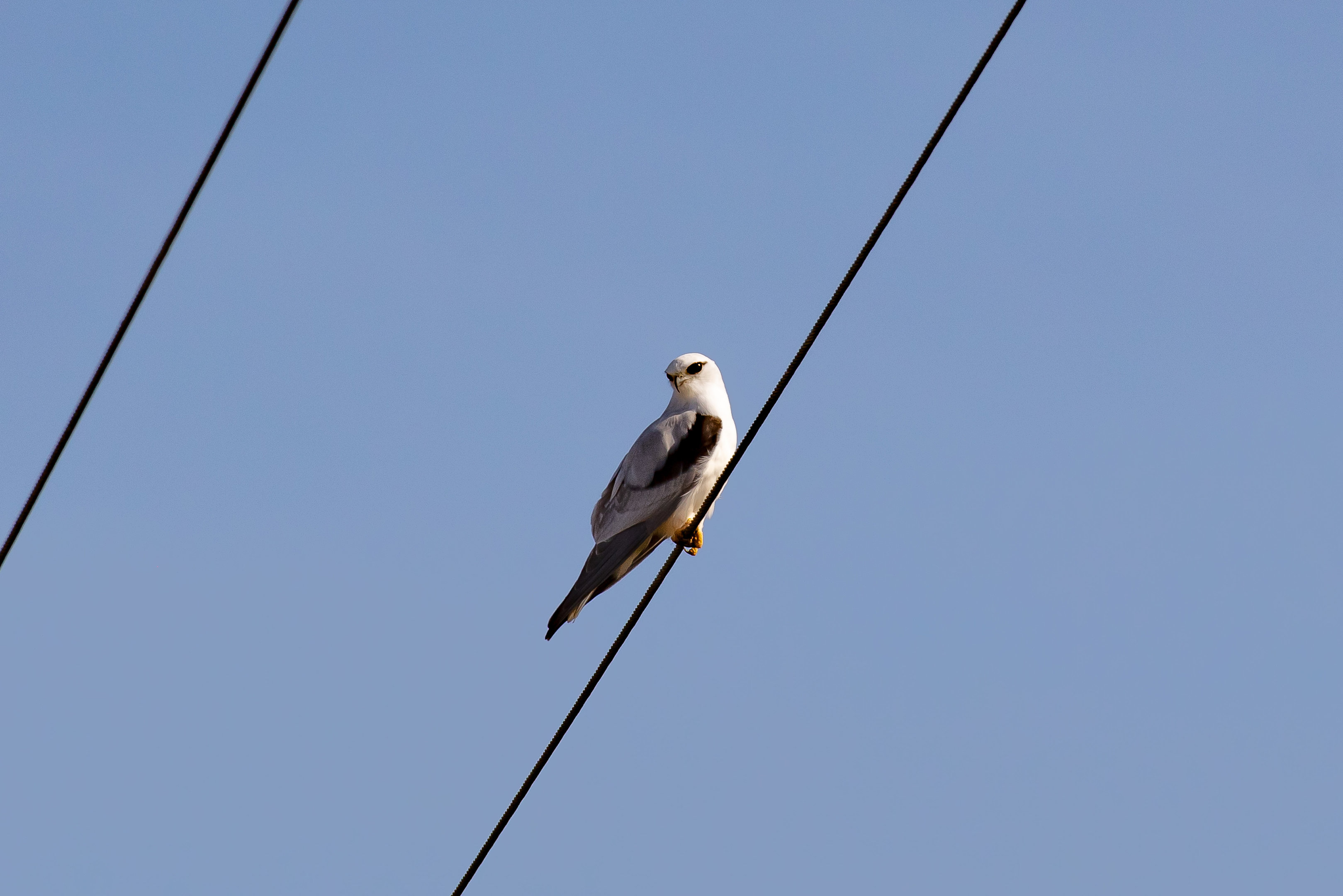 Black-shouldered Kite