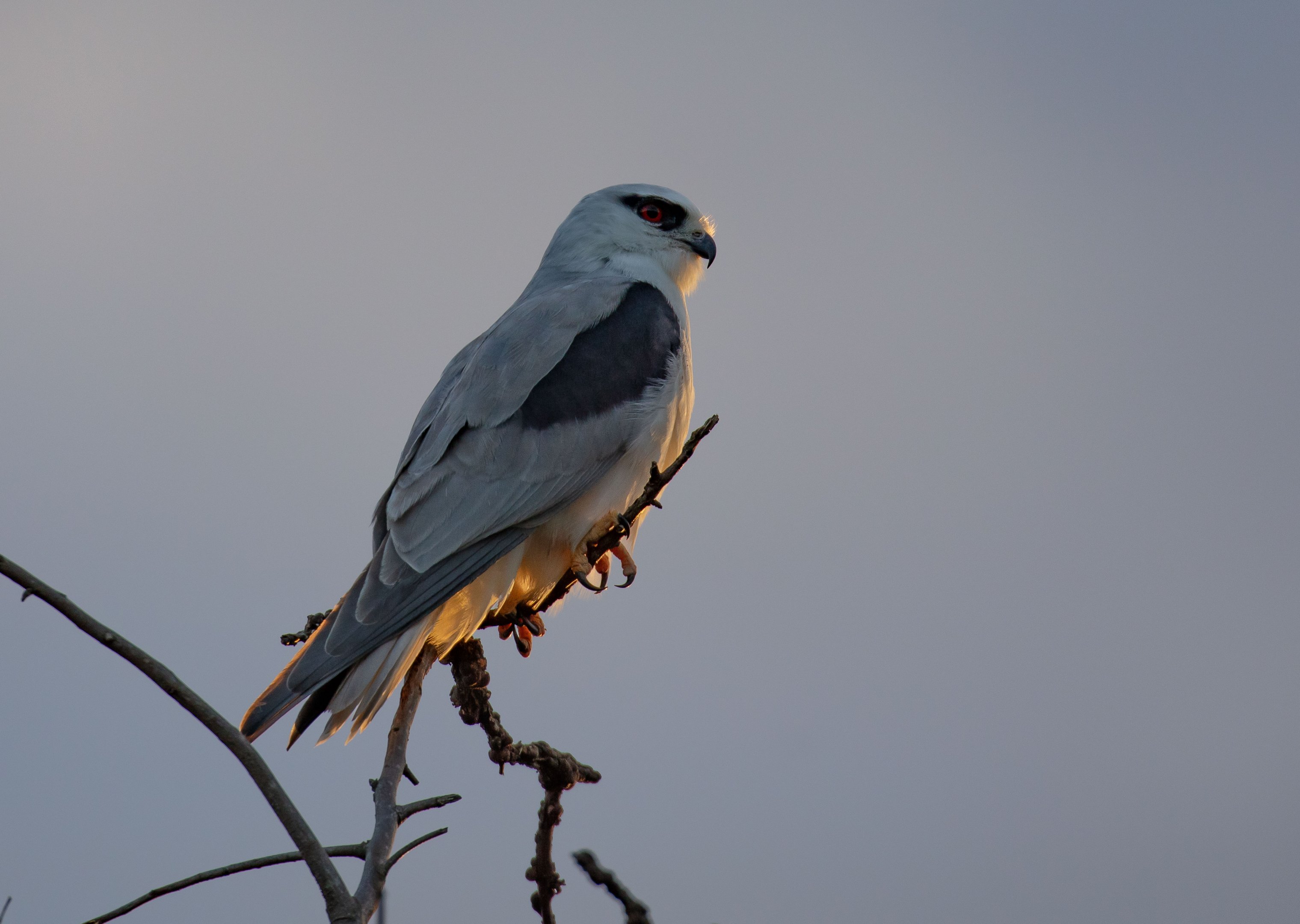 Black-shouldered Kite
