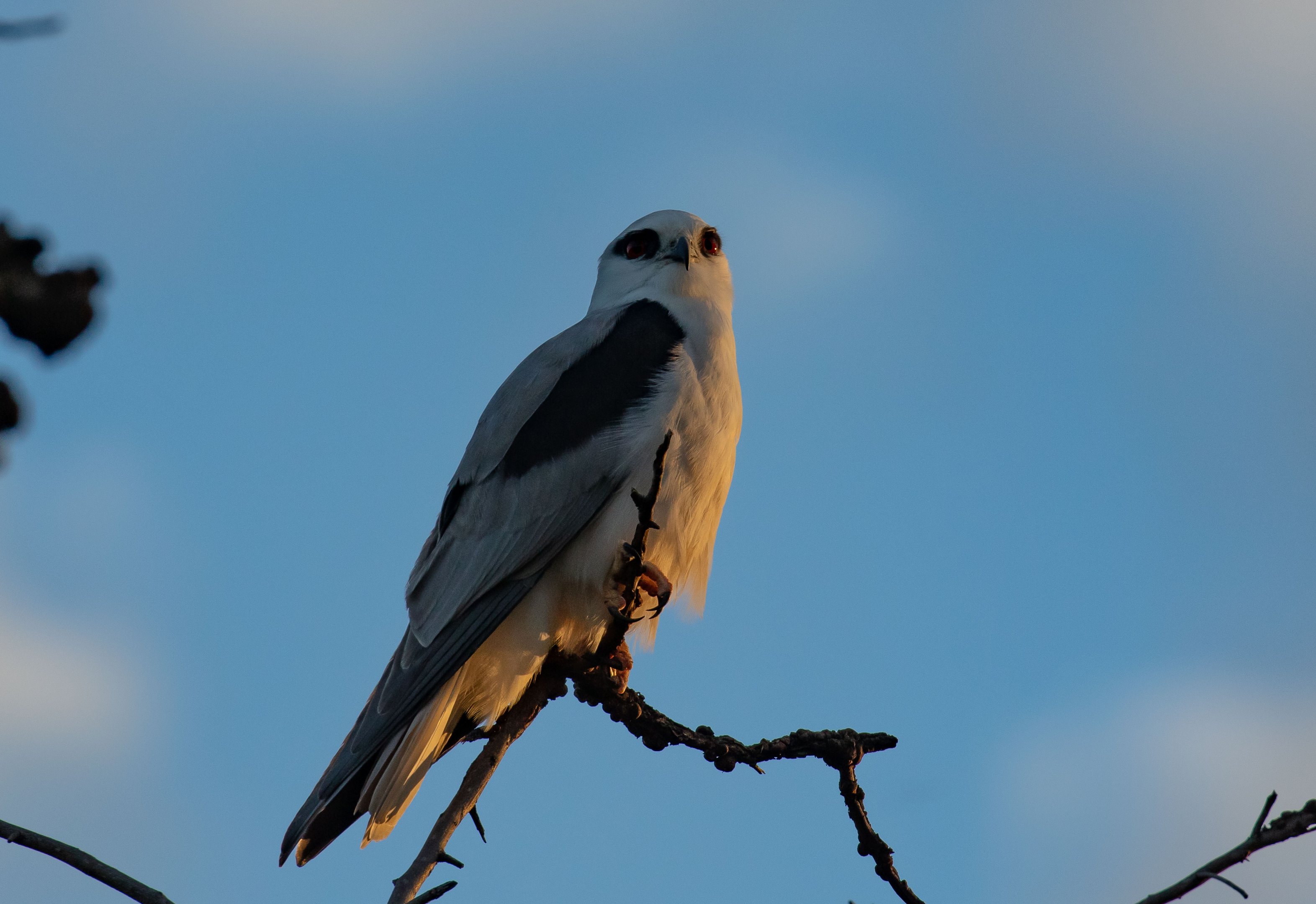 Black-shouldered Kite