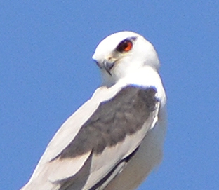 Black-shouldered kite