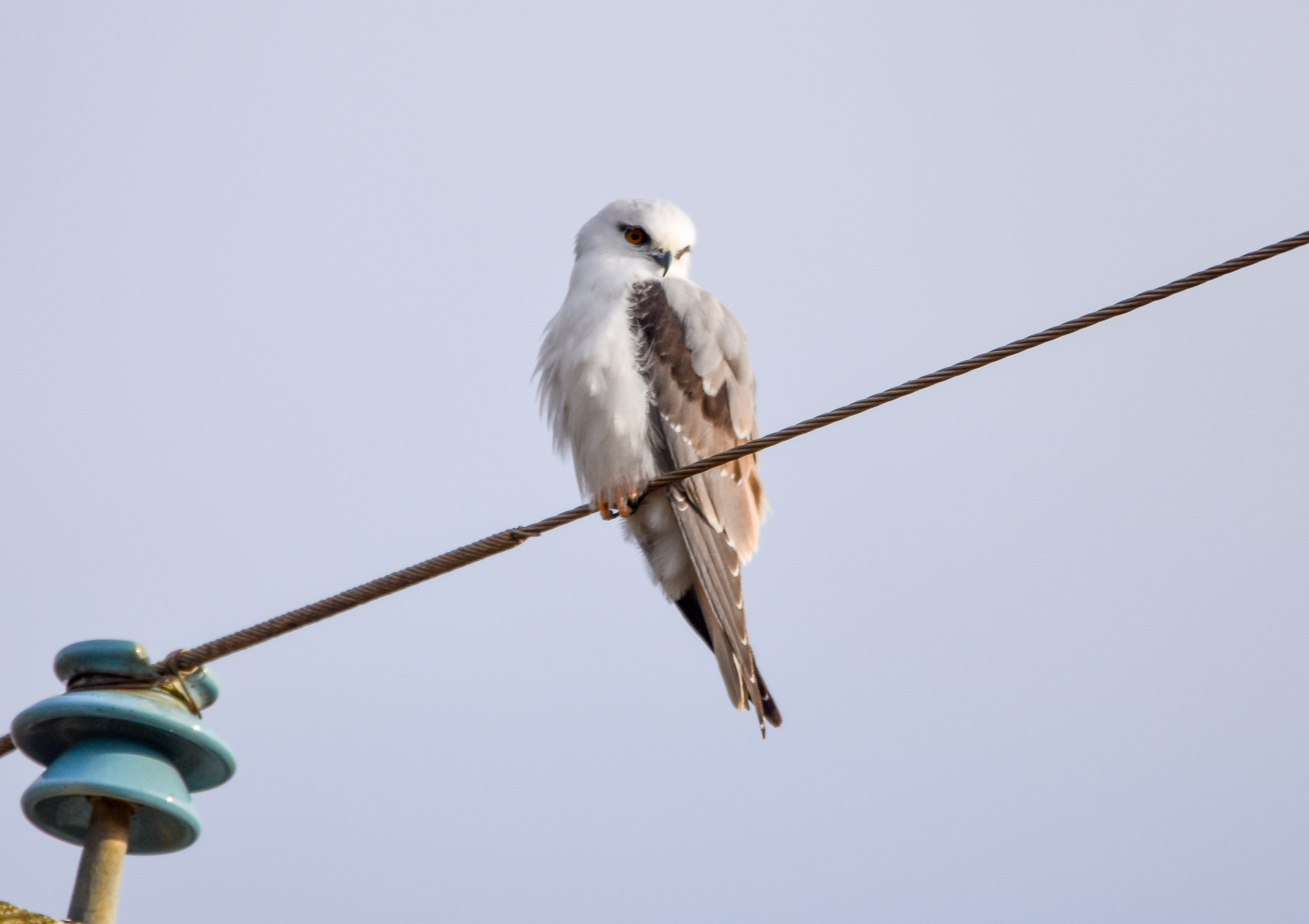 Black-shouldered Kite