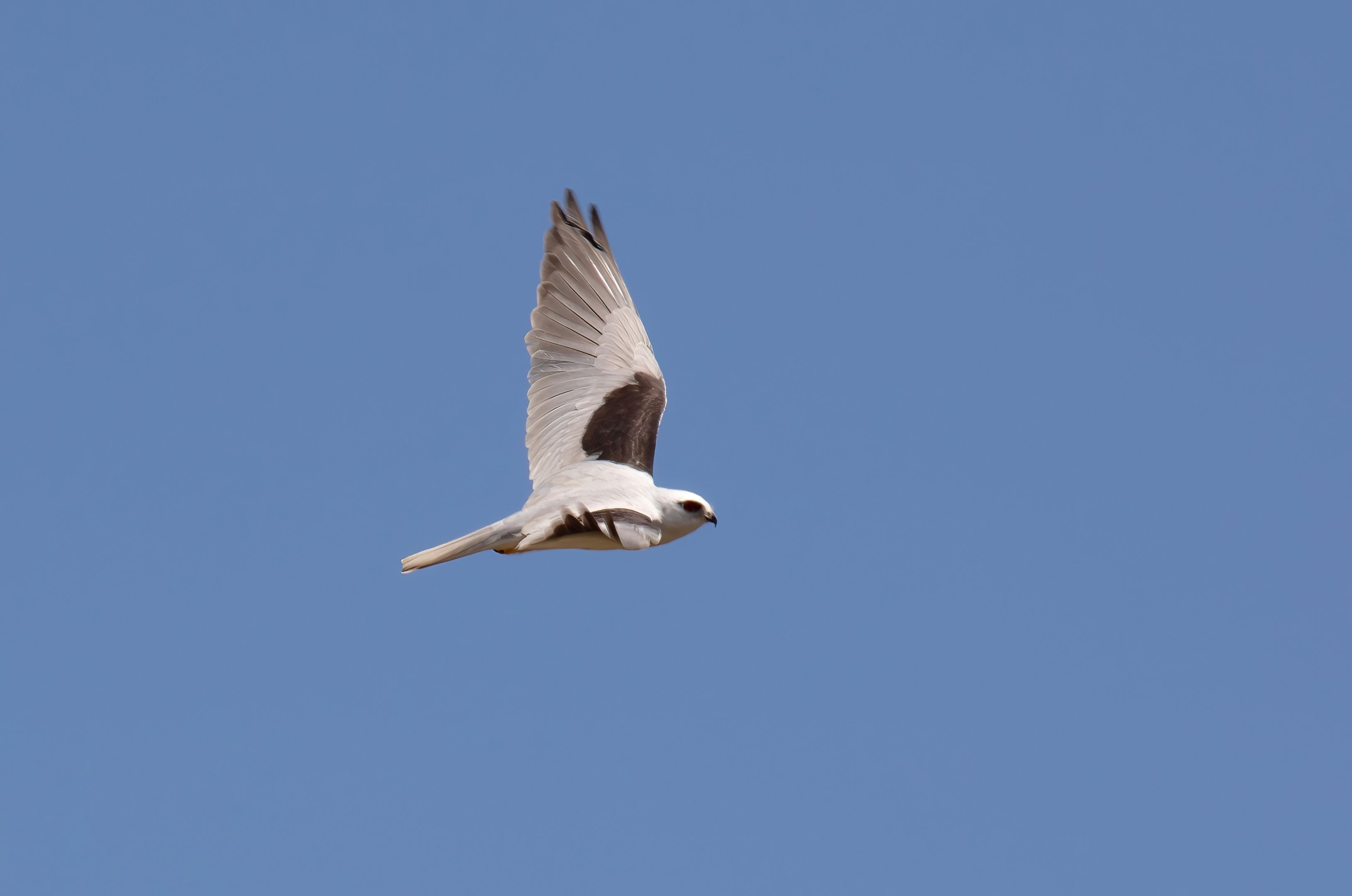 Black-shouldered Kite