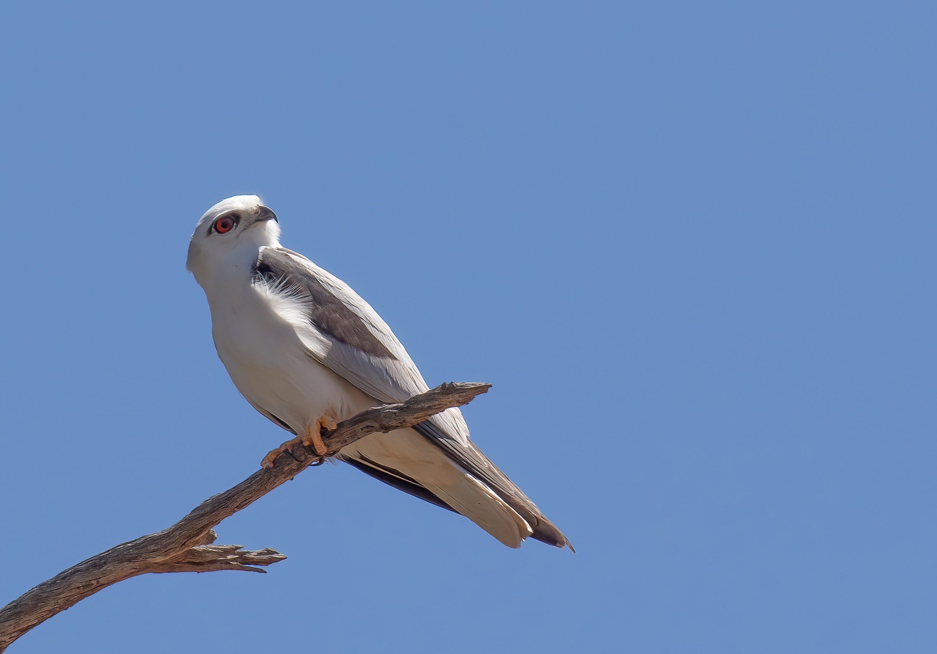 Black-shouldered Kite