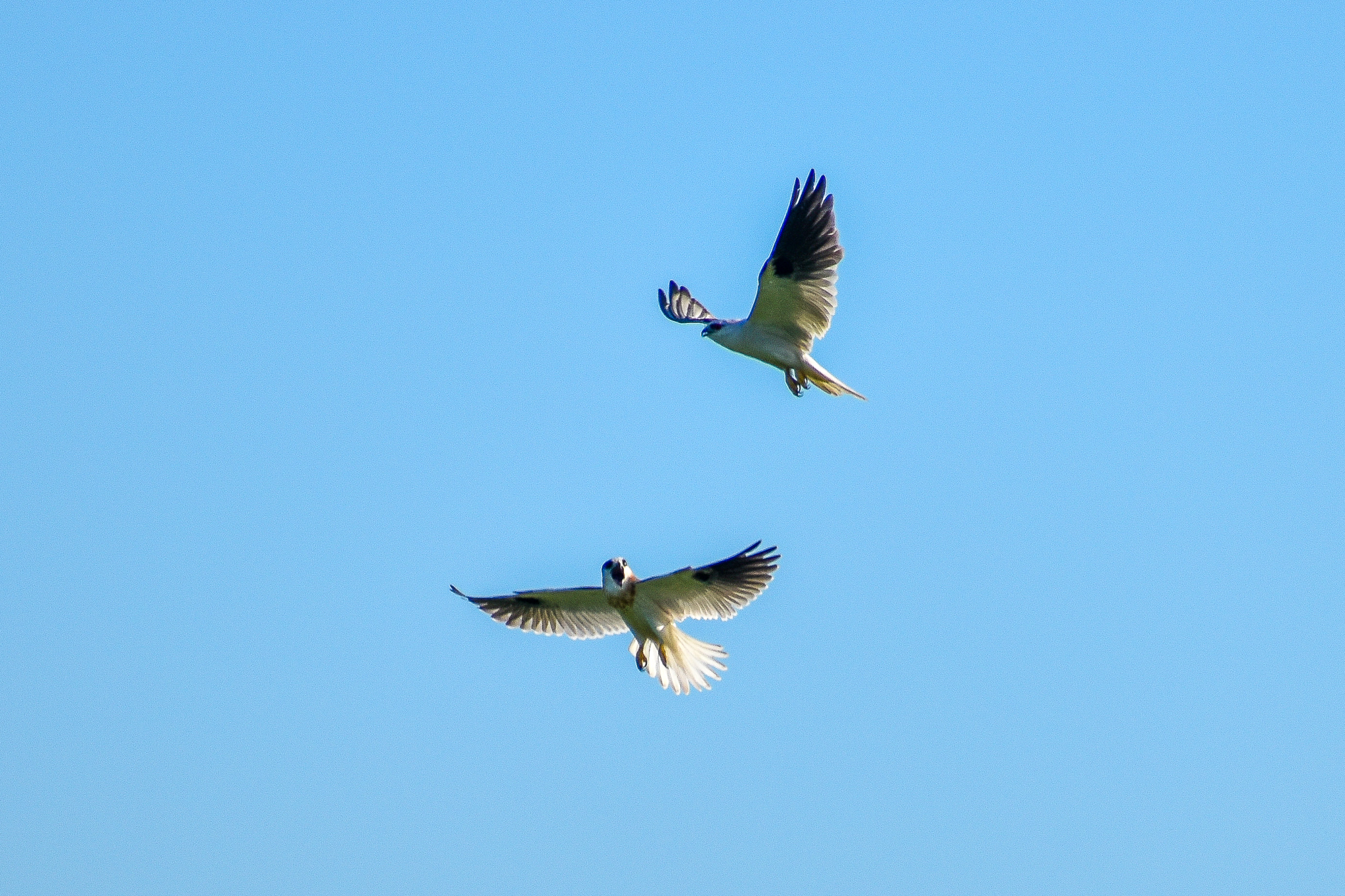 Black-shouldered Kites (Elanus axillaris)