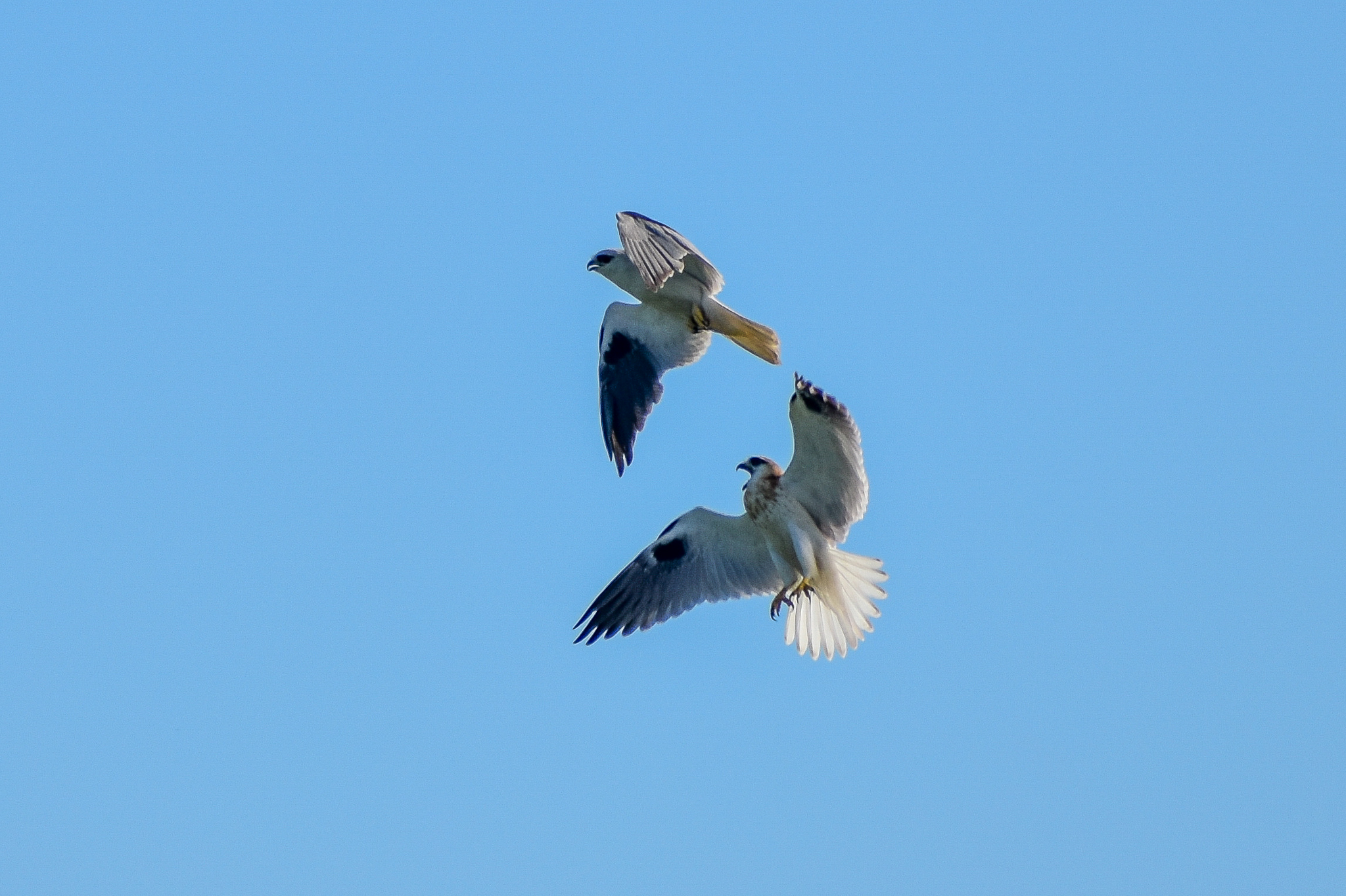Black-shouldered Kites (Elanus axillaris)
