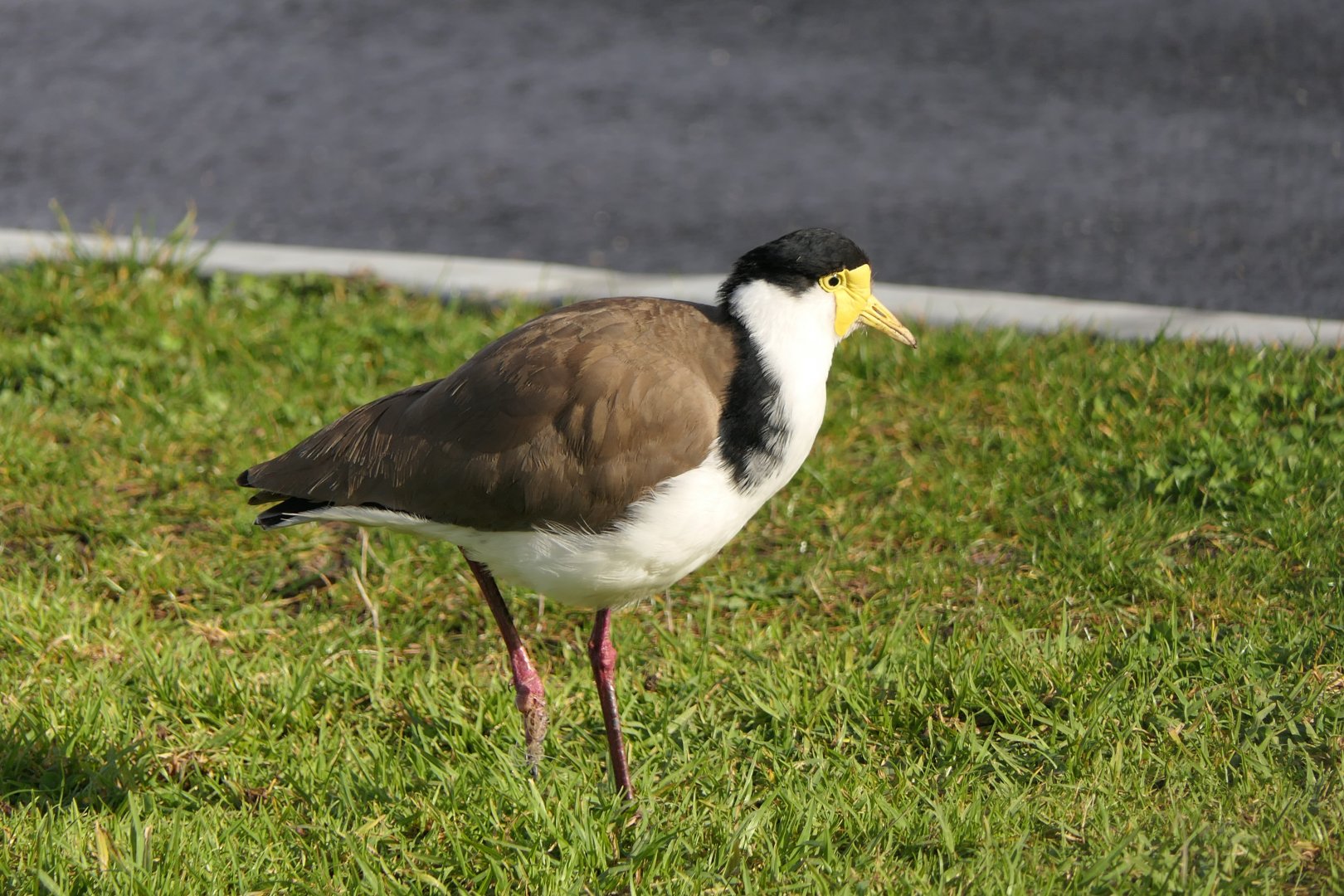 Black-shouldered Masked Lapwing (Vanellus miles novaehollandiae)