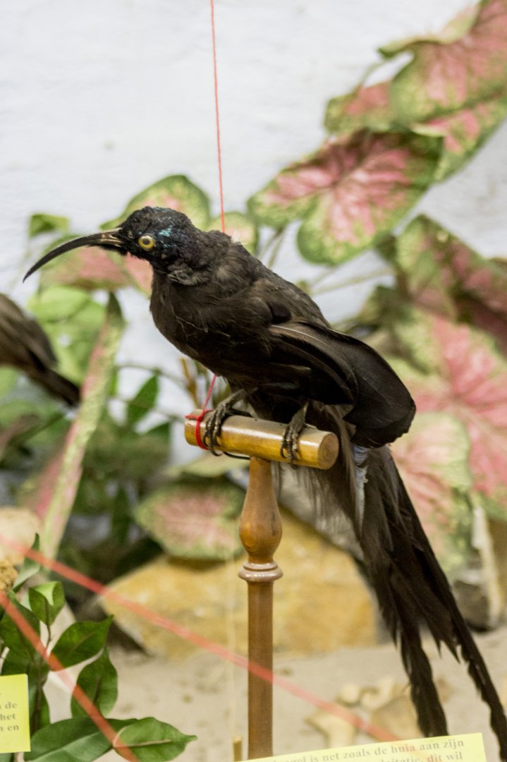 Black sicklebill, Epimachus fastosus (taxidermied)