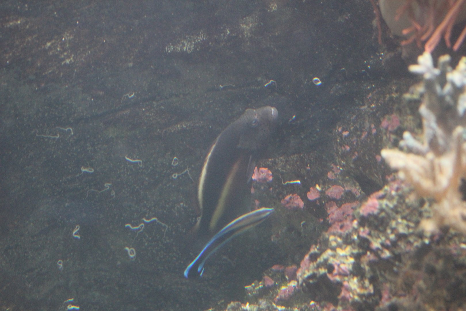 Black-Sided Hawkfish and Bluestreak Cleaner Wrasse