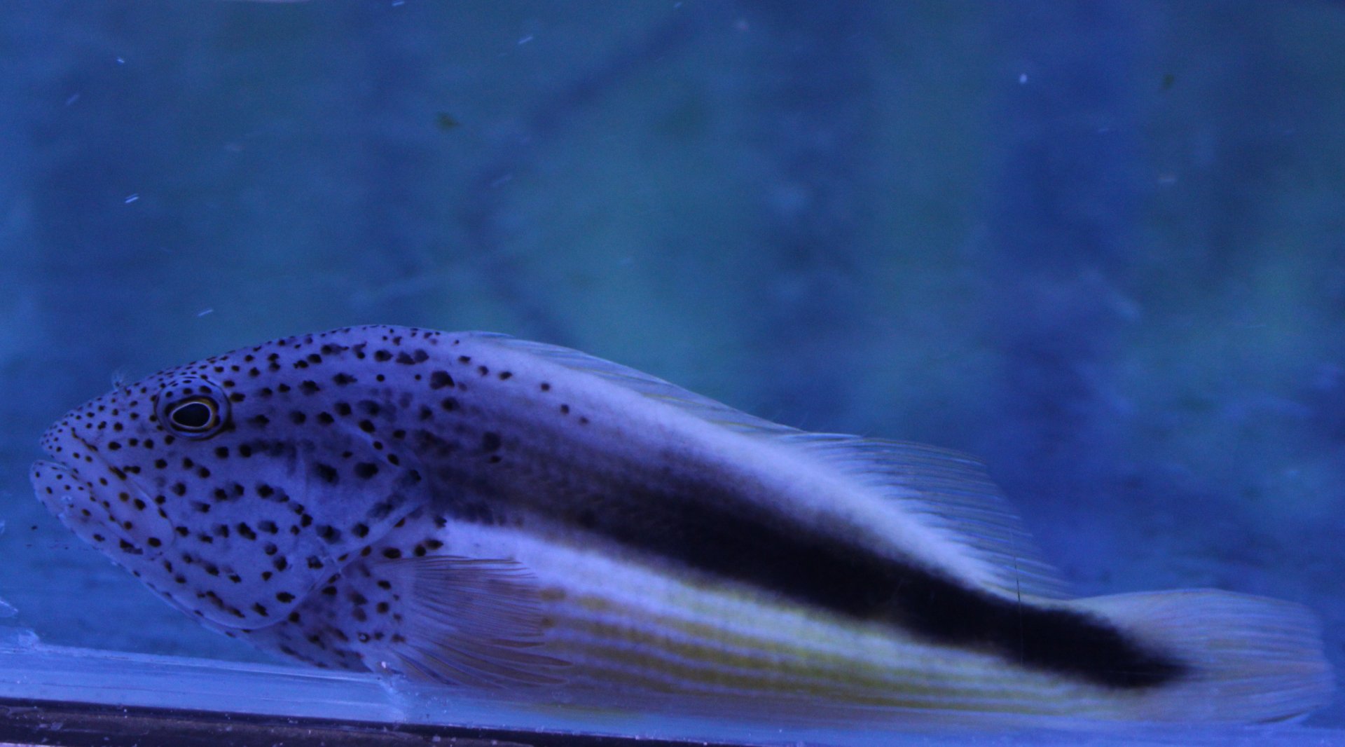 Black-sided hawkfish - Paracirrhites forsteri