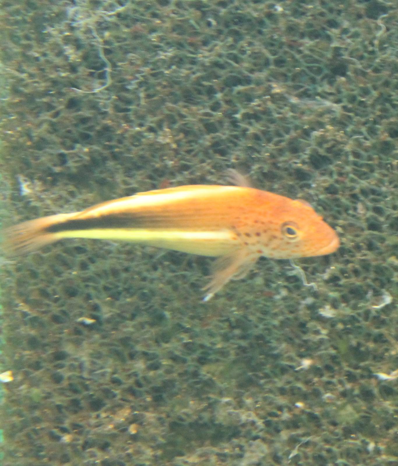 Black-sided hawkfish