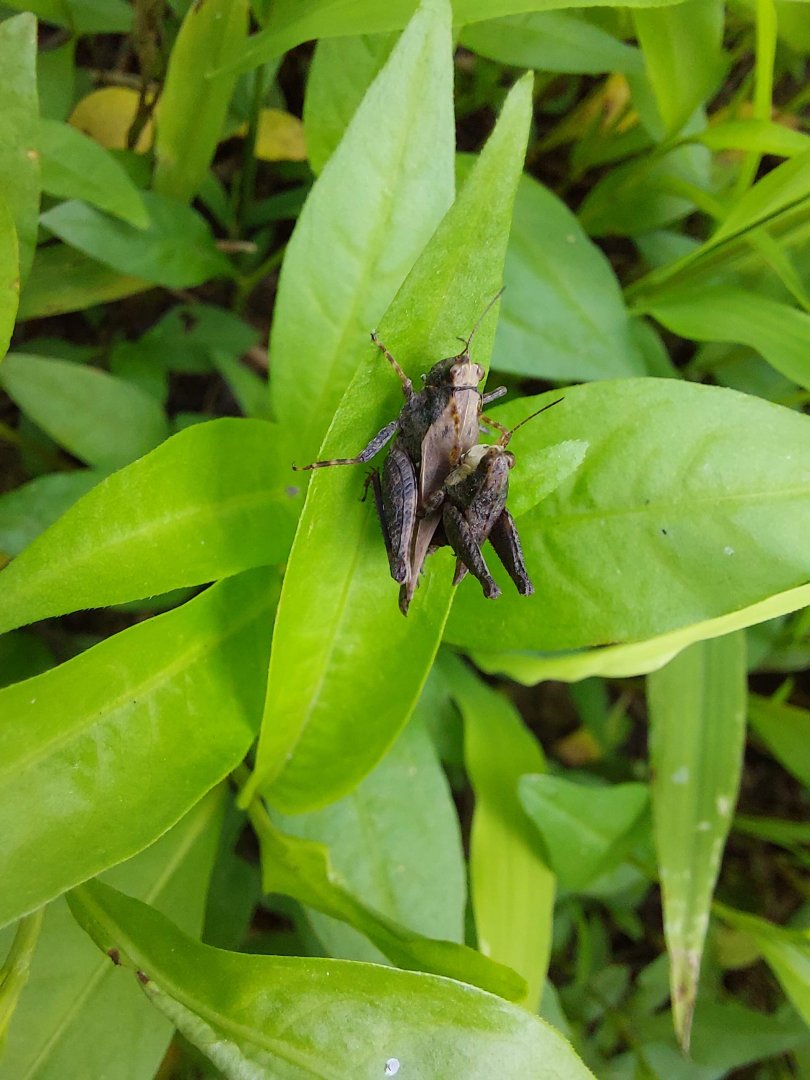 Black sided pygmy grasshopper (Tettigidea lateralis)