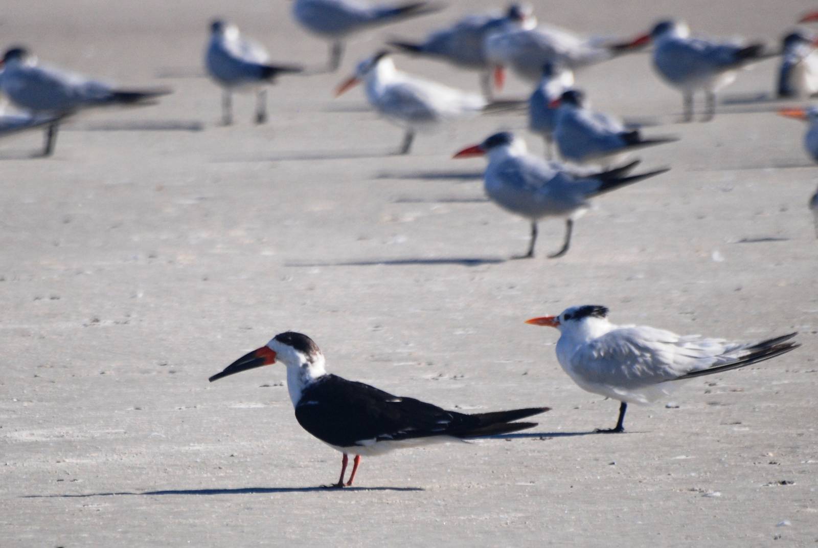 Black Skimmer and Terns, Huguenot Memorial Park, October 2013
