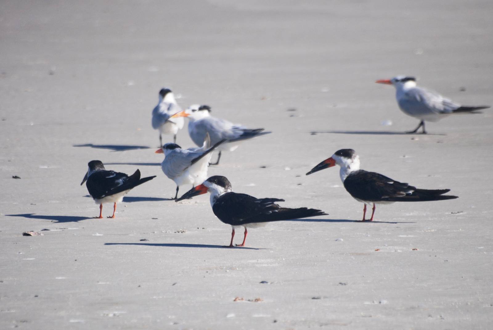Black Skimmer and Terns, Huguenot Memorial Park, October 2013